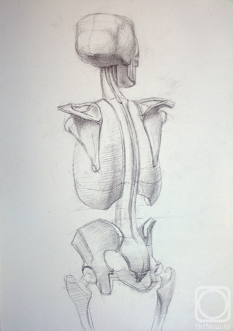 Yudaev-Racei Yuri. Human Skeleton (back view) - Construction