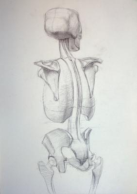 Human Skeleton (back view) - Construction. Yudaev-Racei Yuri