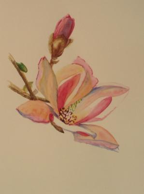 357 (Magnolia). Lukaneva Larissa