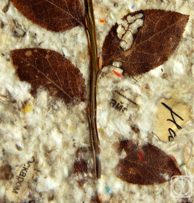  . Herbarium-02 ()