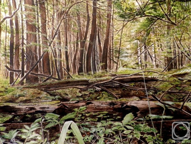 Gudkov Andrey. Wood dense forest