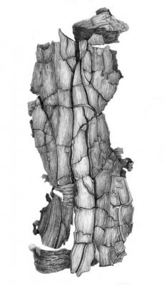 Ancient pine's lumber. Dementiev Alexandr