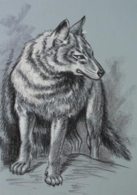 593 Wolf. Lukaneva Larissa