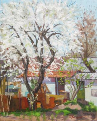 Plum tree blooms. Pohomov Vasilii