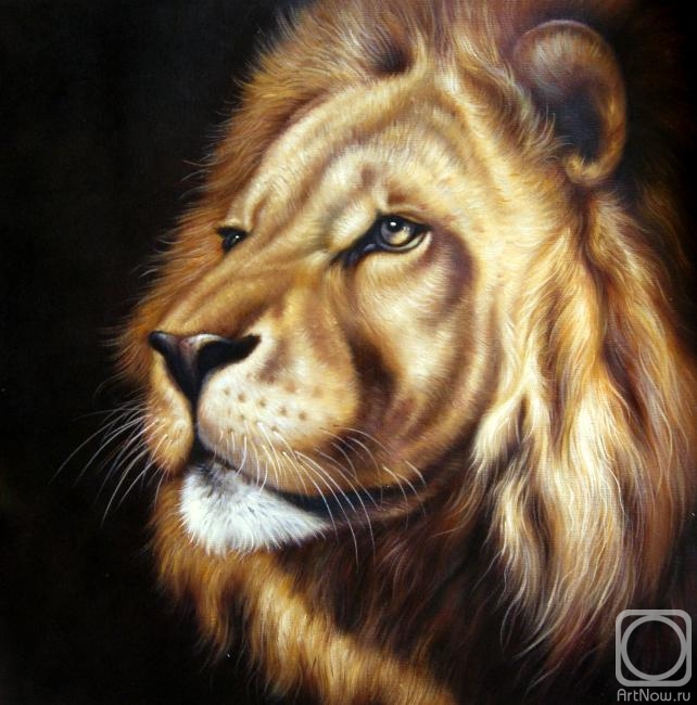 Bruno Augusto. Lion