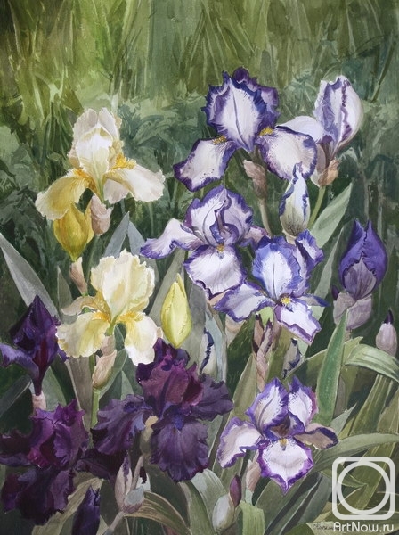 Kiryanova Victoria. Irises in the garden