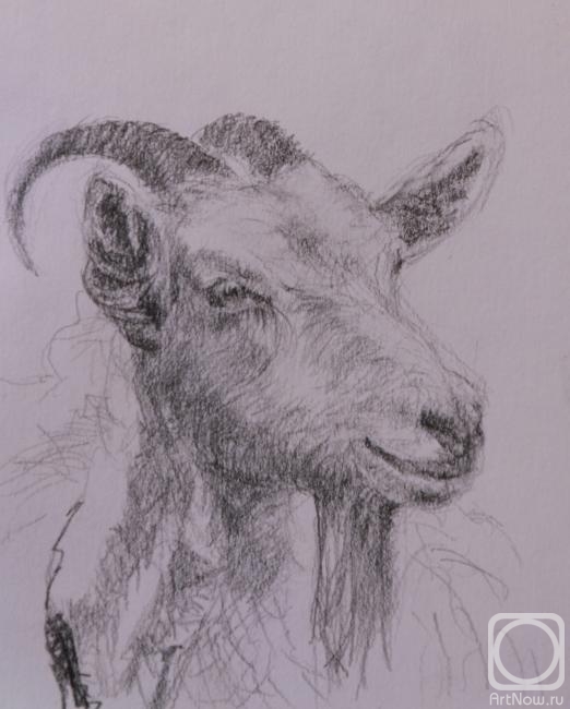 Fattakhov Marat. Portrait of goat