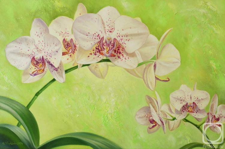 Zhaldak Edward. Orchids