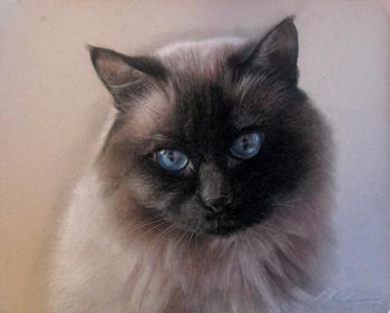Portrait of my cat of Asha. Novodvorskaya Alexandra