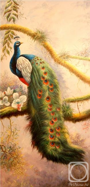 Bruno Tina. Peacock