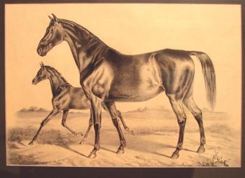 Mare Germania with foal