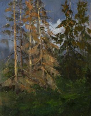Dry spruce (). Serebrennikova Larisa