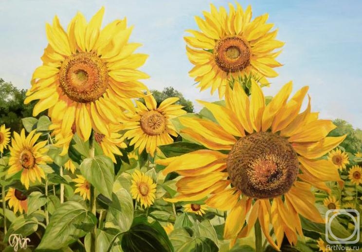 Panasyuk Natalia. Sunflowers and sky