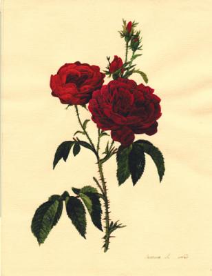 Red Rose. Lesokhina Lubov