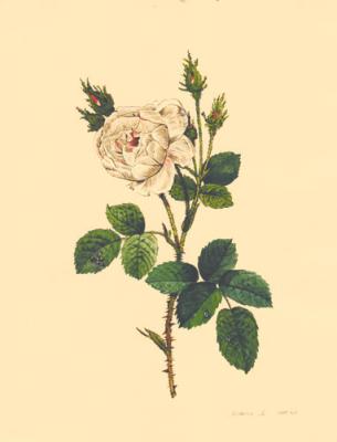 White Rose. Lesokhina Lubov