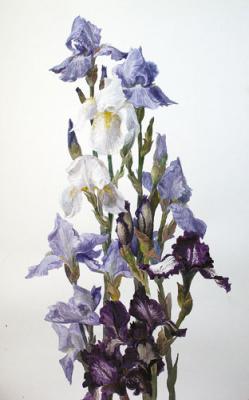 Irises. Lesokhina Lubov