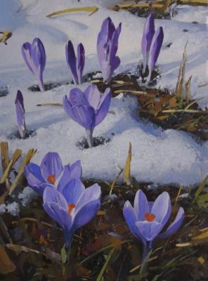 Crocuses. Hamaljan Suren