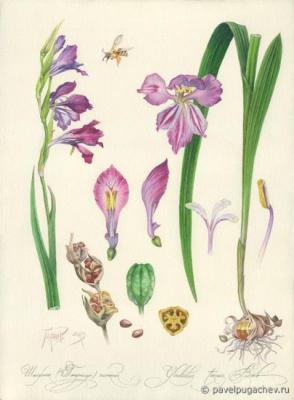 Sword. Gladiolus slim (Gladiolus tenuis Bieb). Pugachev Pavel