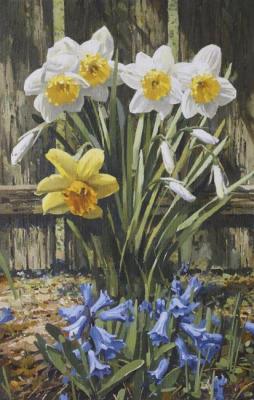 Daffodils in the garden. Hamaljan Suren