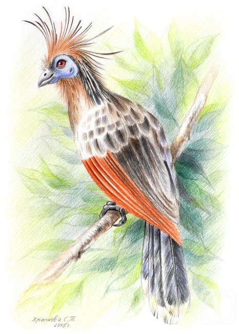 �������. �������� ��������. ������