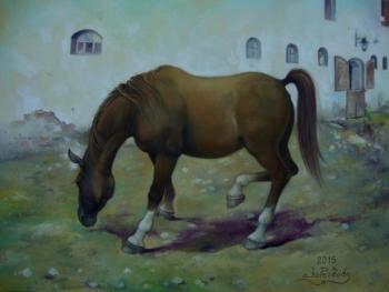 Horse, Lokata. Kharabadze Teimuraz