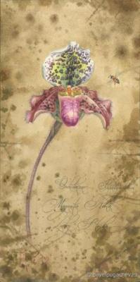 Orchidaceae Paphiopedilum Magnetic North ' Lucky Strike'. Pugachev Pavel