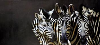Zebras (Night Safari). Bruno Augusto