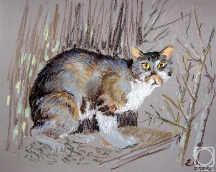 Berezina Elena. Mediterranean cats