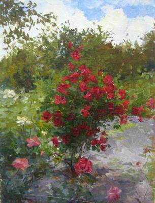 Rose bush. Voronov Vladimir
