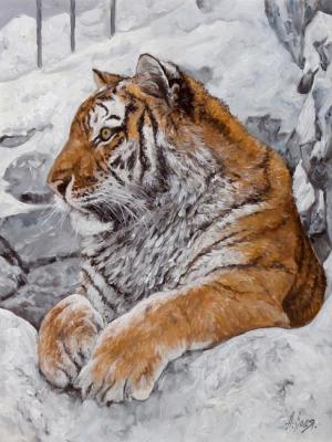 Tiger. Winter. Volya Alexander