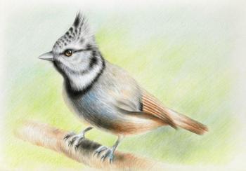 �������� ������ (����������). �������� ��������