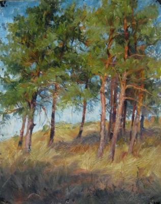Study of pines. Voronov Vladimir