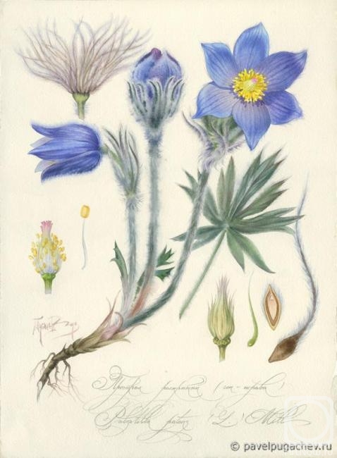 Pugachev Pavel. Pulsatilla patens (L.) Mill