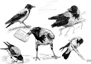 My favourite crows