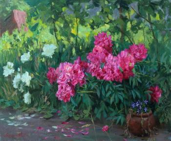 Peonies. Summer. Akzhgitov Ildar