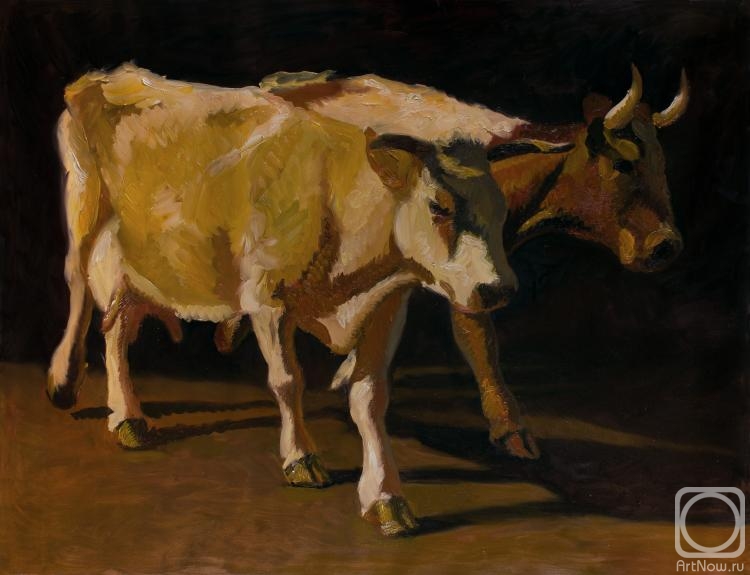 Nizamov Robert. Cows