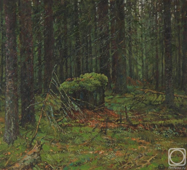 Ovsianikov Anton. In a Spruce Forest