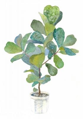 Fiddle leaf fig tree. Sotnikova Antonina