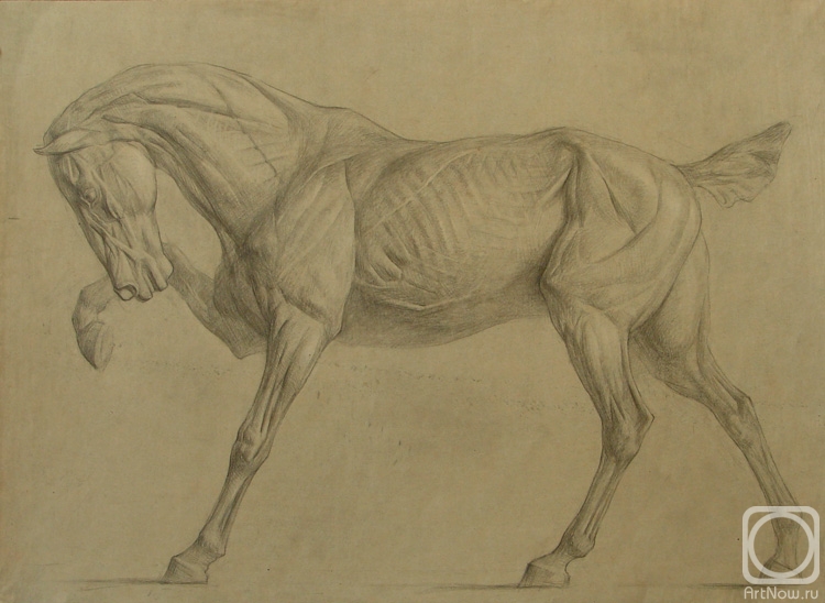 Panov Igor. An anatomic horse