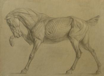 An anatomic horse. Panov Igor