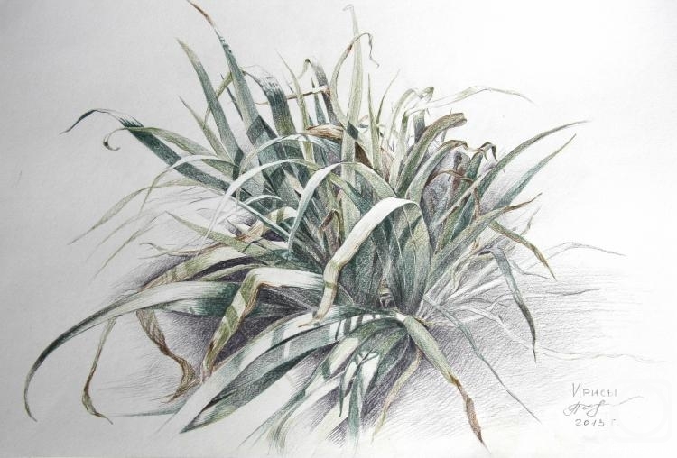 �������. �������� �������. ����