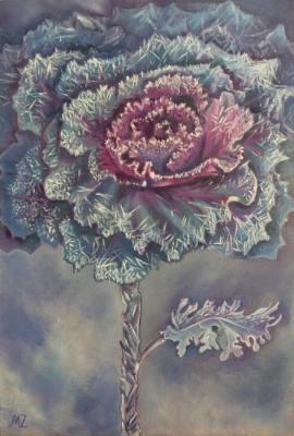 Ornamental kale. Zozoulia Maria