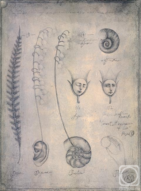 Rumak Svetlana. Secret Herbarium of Leo, folio 13