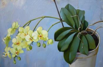 ������� ���� ���������� ��������