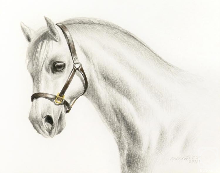 �������. �������� ��������. ������