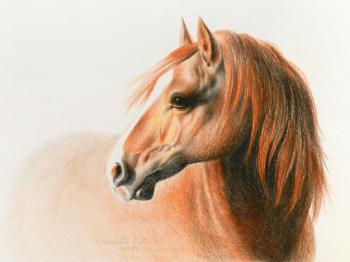 Horse