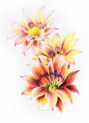 Gazania