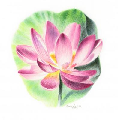 Lotus. Khrapkova Svetlana