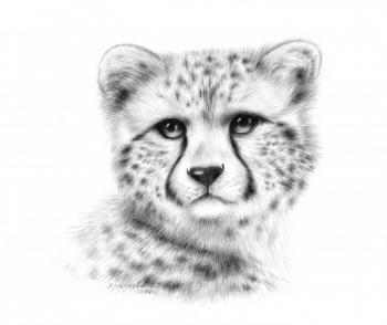 Cheetah. Khrapkova Svetlana