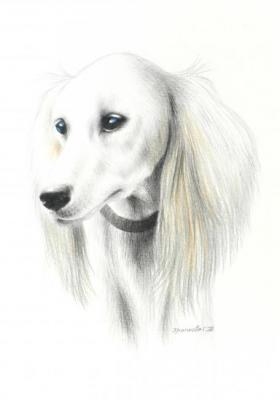 Afghan hound. Khrapkova Svetlana